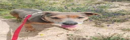 Raza Mixta perros en adopcion: LAZY ❤️✨ en adopción  - Anuncio 6
