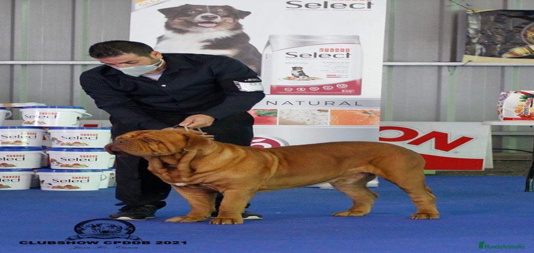 Imagen de galería {{count}}