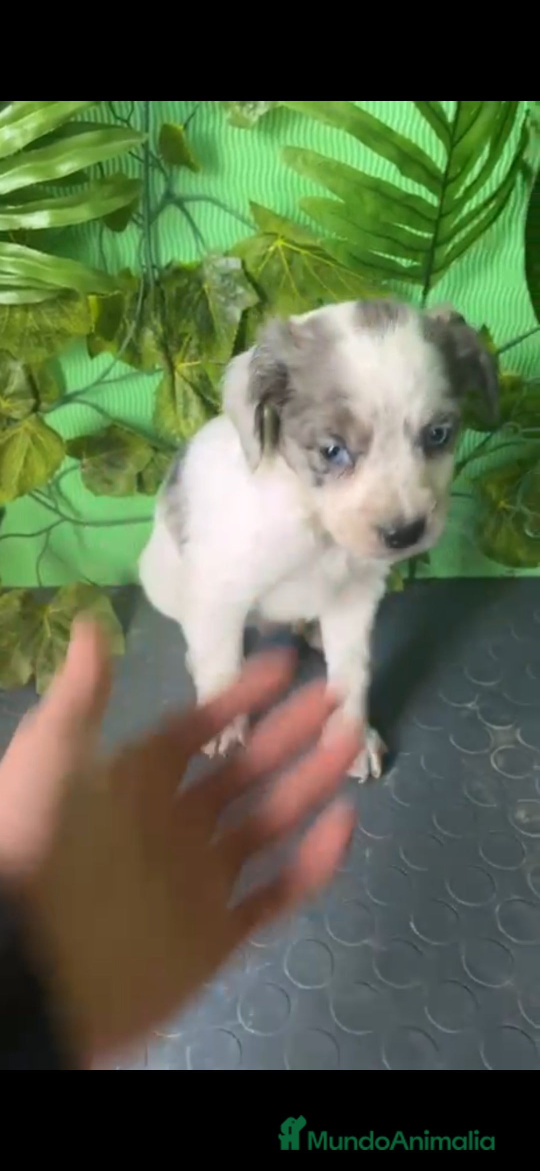 Raza Mixta perros Excelentes cachorros mixto border con Bretón  - Anuncio 1