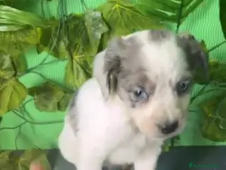 Raza Mixta perros Excelentes cachorros mixto border con Bretón - Anuncio 11