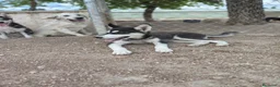 Husky Siberiano perros en venta: Husky Siberiano. Oportunidad  - Anuncio 2