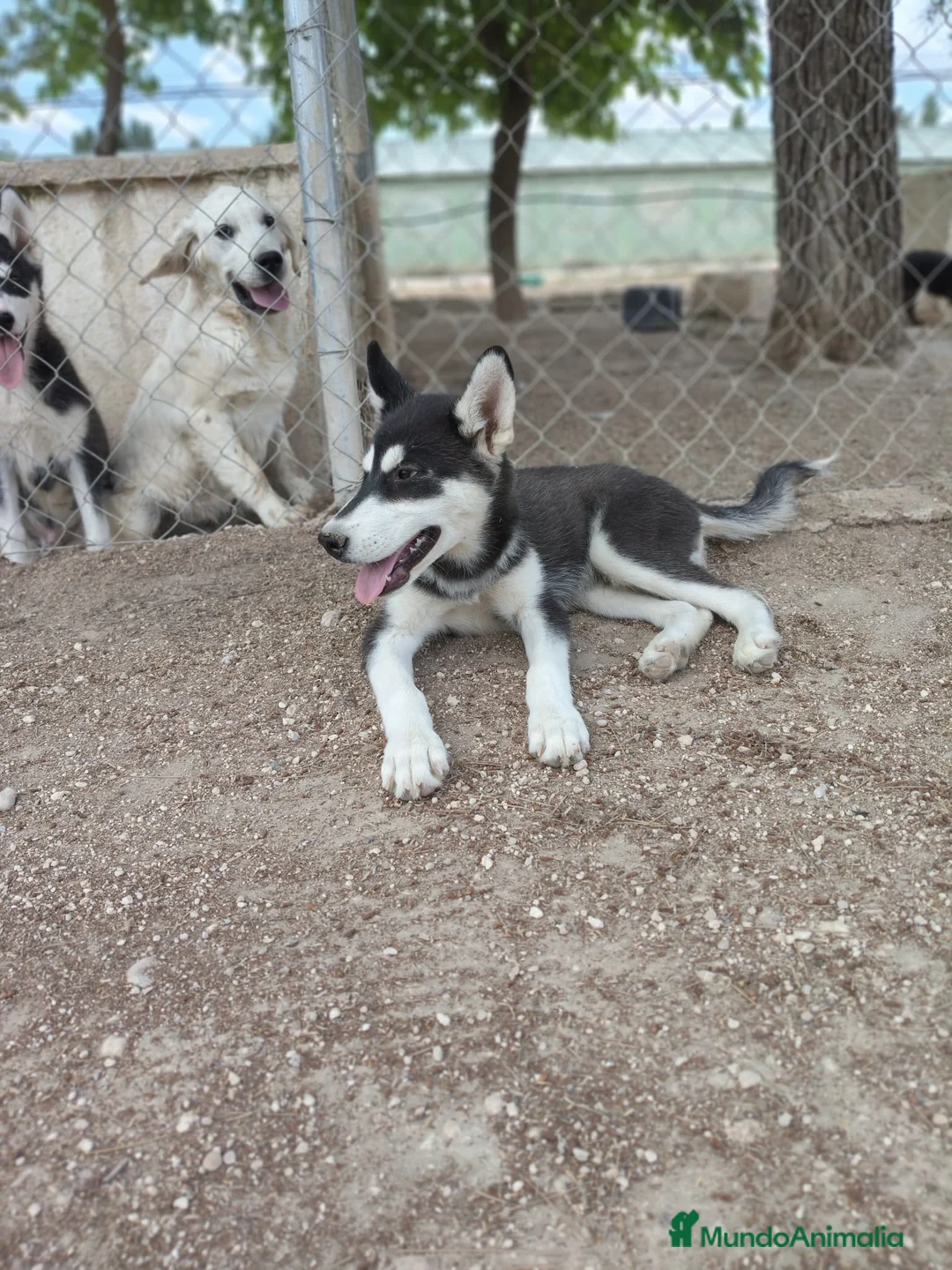 Husky Siberiano perros en venta: Husky Siberiano. Oportunidad  - Anuncio 2