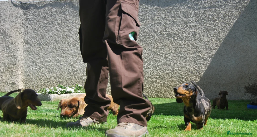 Teckel Miniatura perros en venta: Teckel Kaninchen / miniatura - Anuncio 12