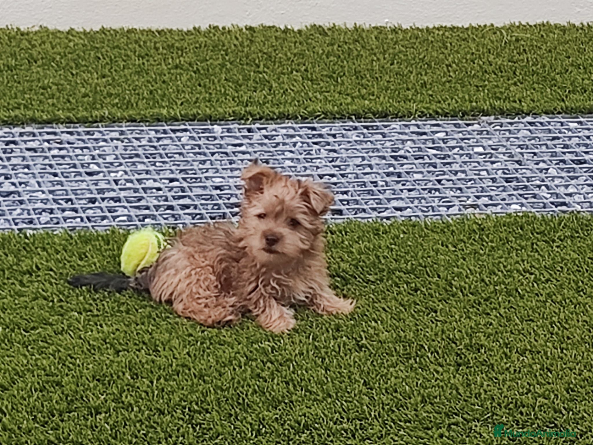 Maltipoo perros Maltipoo - Anuncio 8