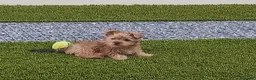 Maltipoo perros en venta: Maltipoo - Anuncio 1