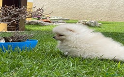 Pomerania perros en venta: Pomerania Miniatura, ejemplares blancos y crema - Imagen 20