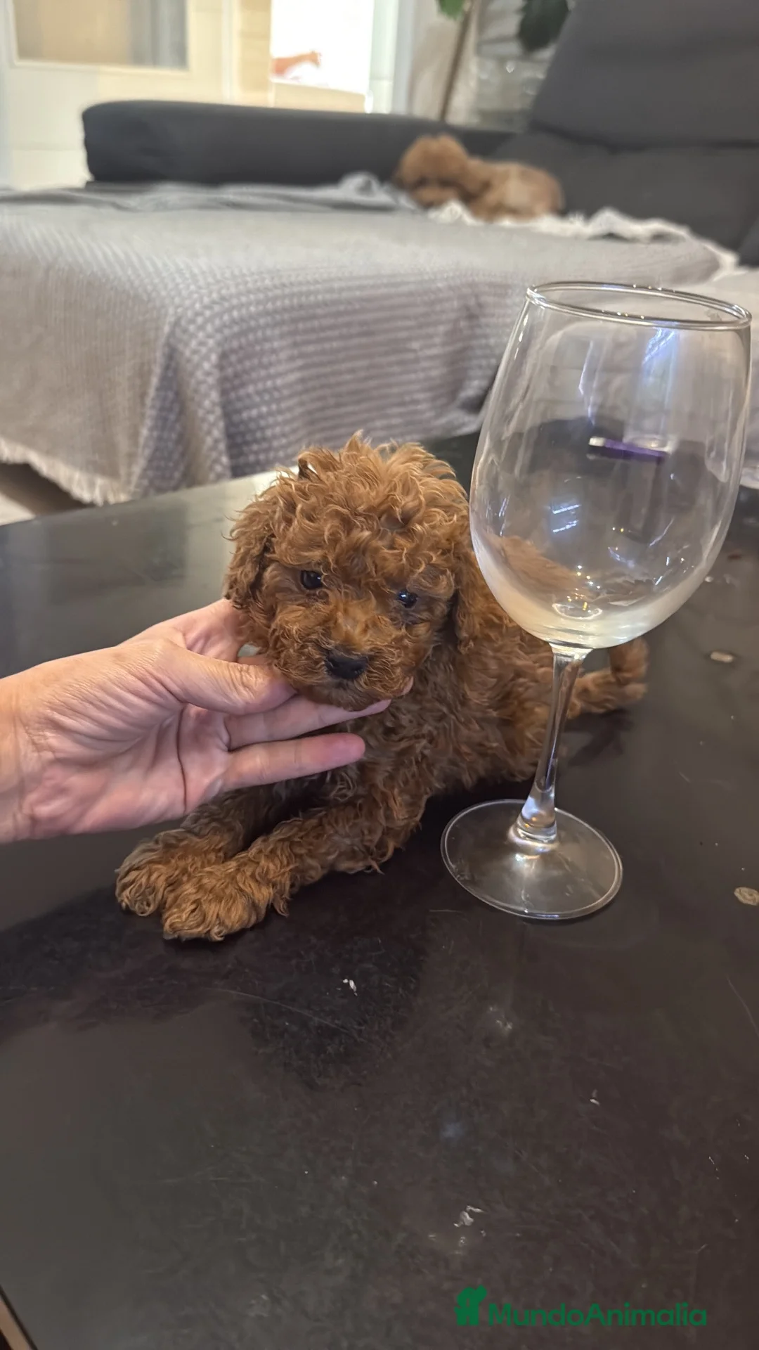 Caniche Toy perros en venta: Caniche Toy  - Anuncio 2
