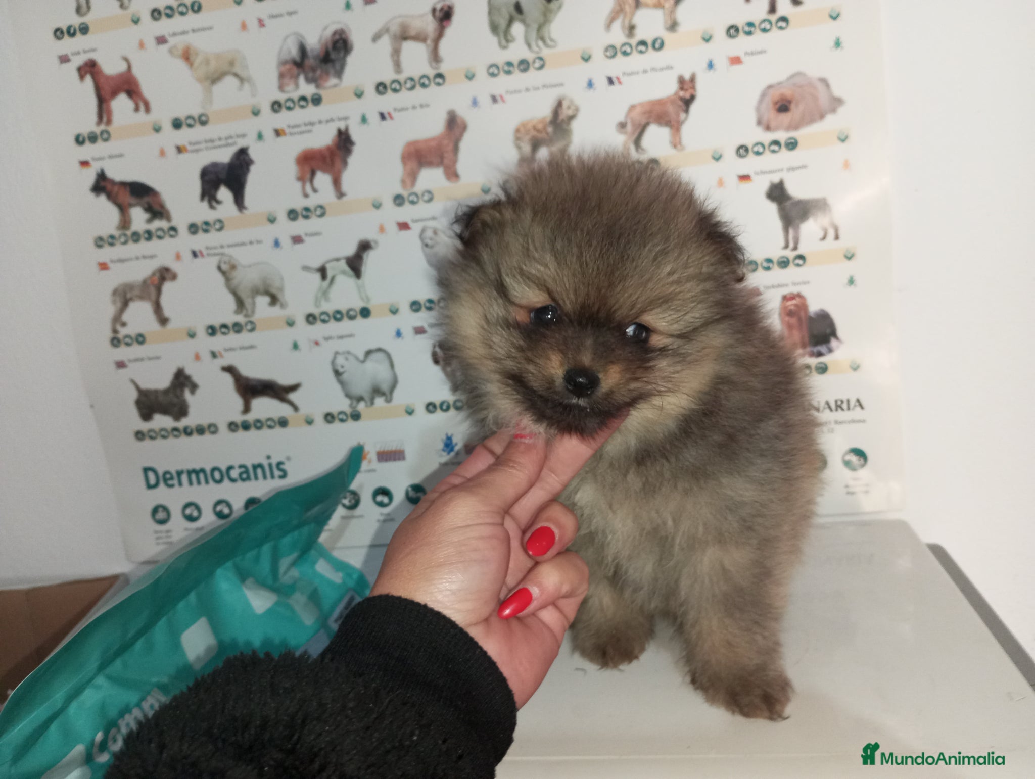 Pomerania perros Pomerania de Lulú - Anuncio 2