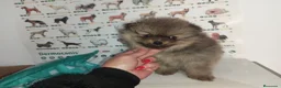 Pomerania perros en venta: Pomerania de Lulú - Anuncio 1