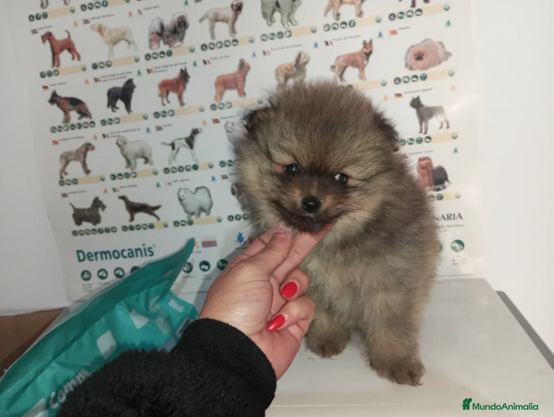 Pomerania perros en venta: Pomerania de Lulú - Anuncio 1