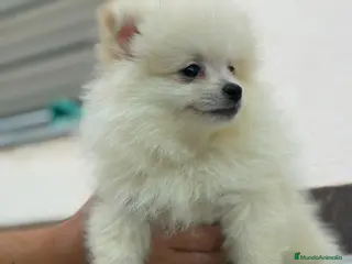 Pomerania perros 💎Cachorros pomerania💎 - Anuncio 1
