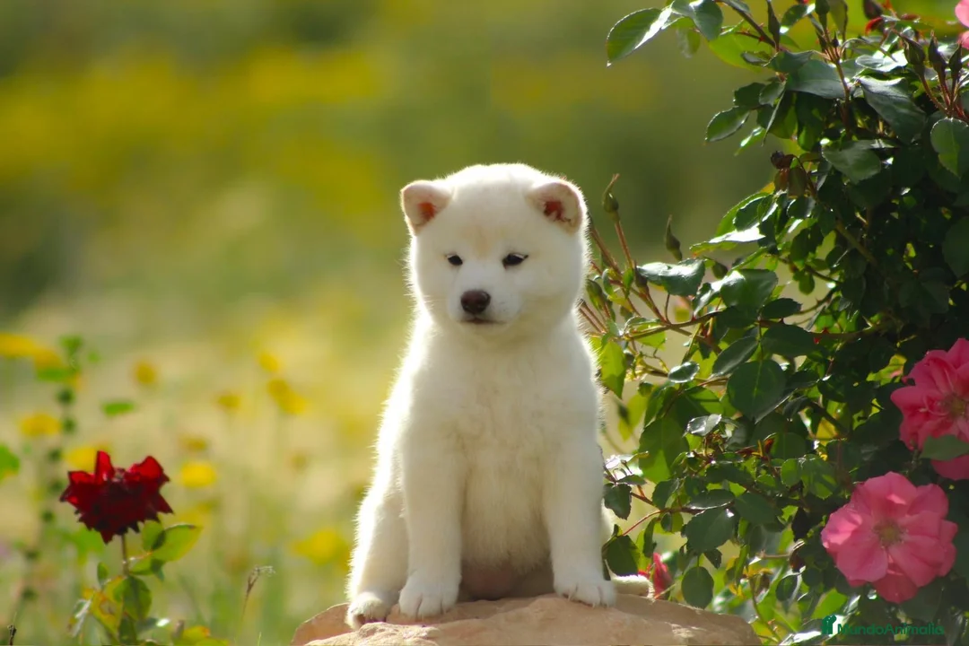 Shiba Inu perros en venta: SHIBA INU  en Madrid - Anuncio 5