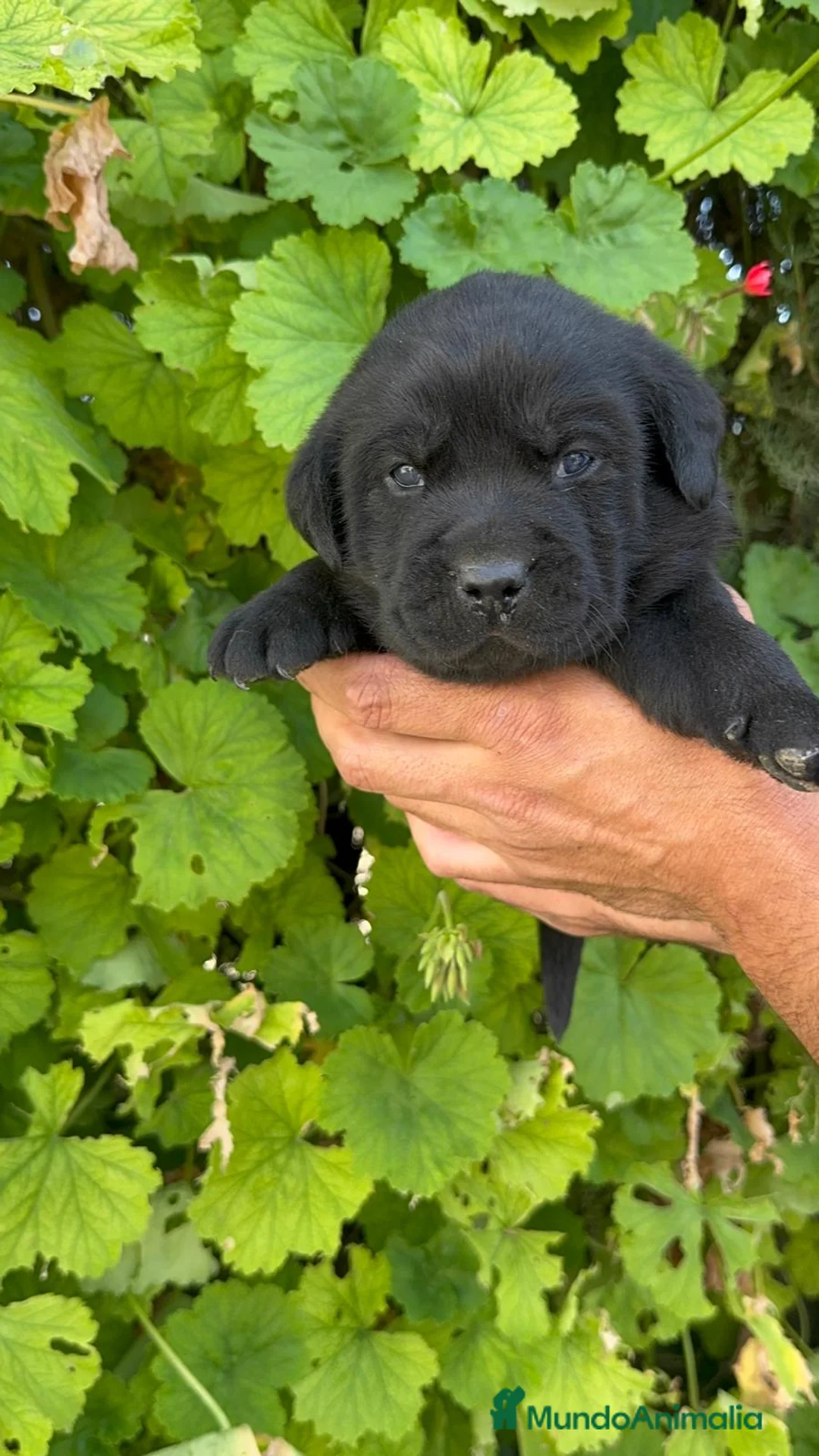 Labrador Retriever perros en venta: LABRADOR - Anuncio 2