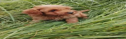 Caniche Toy perros en venta: Cachorr@s caniche toy - Anuncio 4