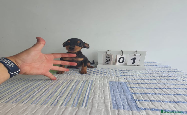 Pinscher Miniatura perros - Anuncio 1