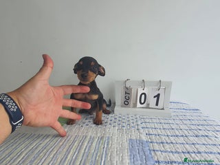 Pinscher Miniatura perros - Anuncio 1