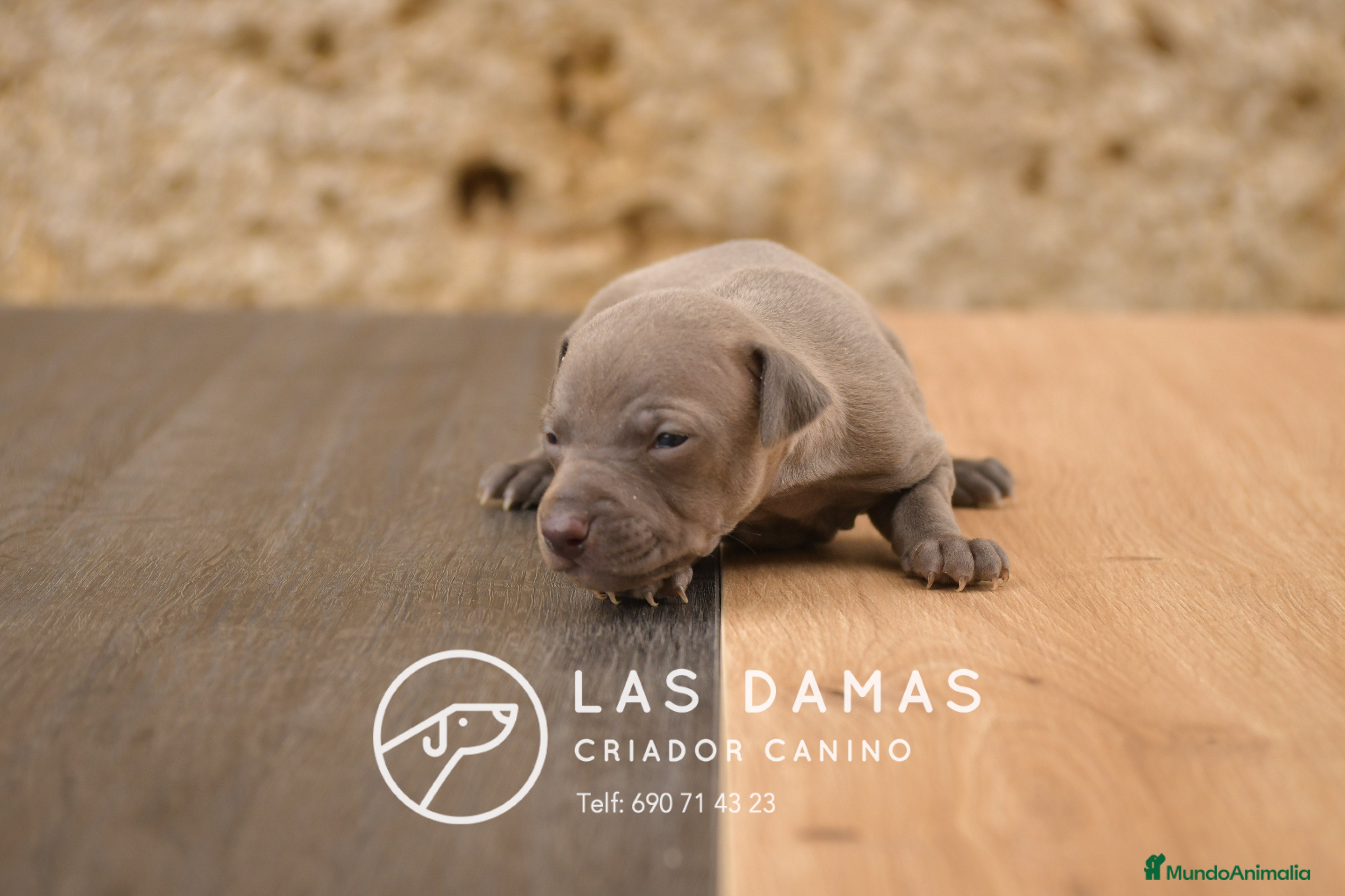 Pequeño Lebrel Italiano perros Piccolo lebrel italiano disponibles - Anuncio 1