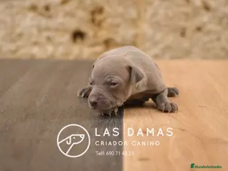 Pequeño Lebrel Italiano perros Piccolo lebrel italiano disponibles - Anuncio 1