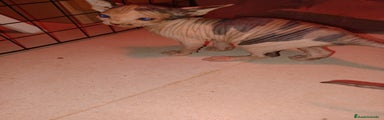 Sphynx Gatito 1