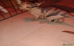 Sphynx gatos en venta: Gato esfinge  - Imagen 5