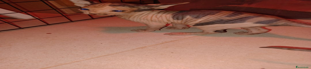 Sphynx Gatito 1
