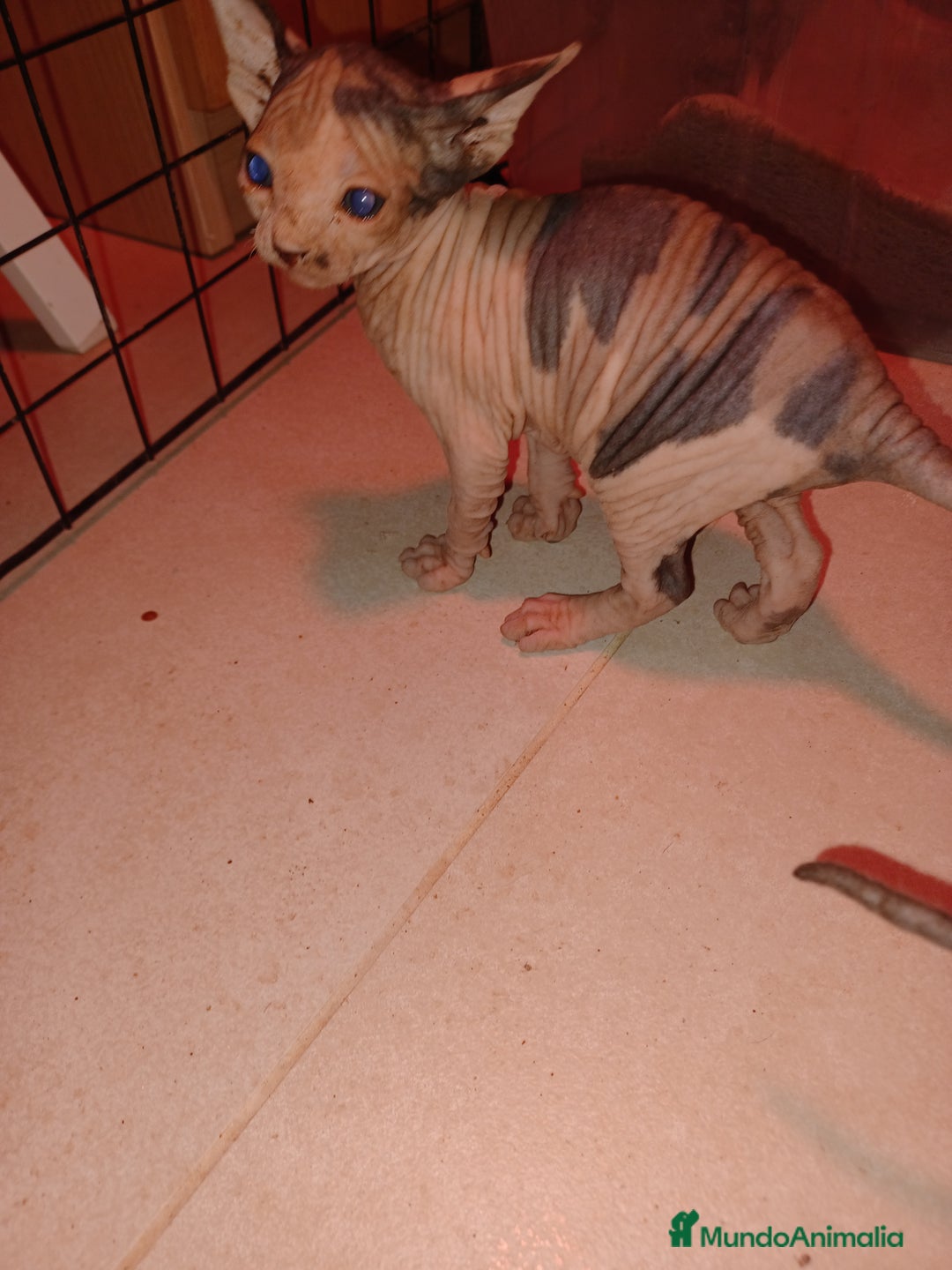 Sphynx gatos en venta: Gato esfinge  - Imagen 5