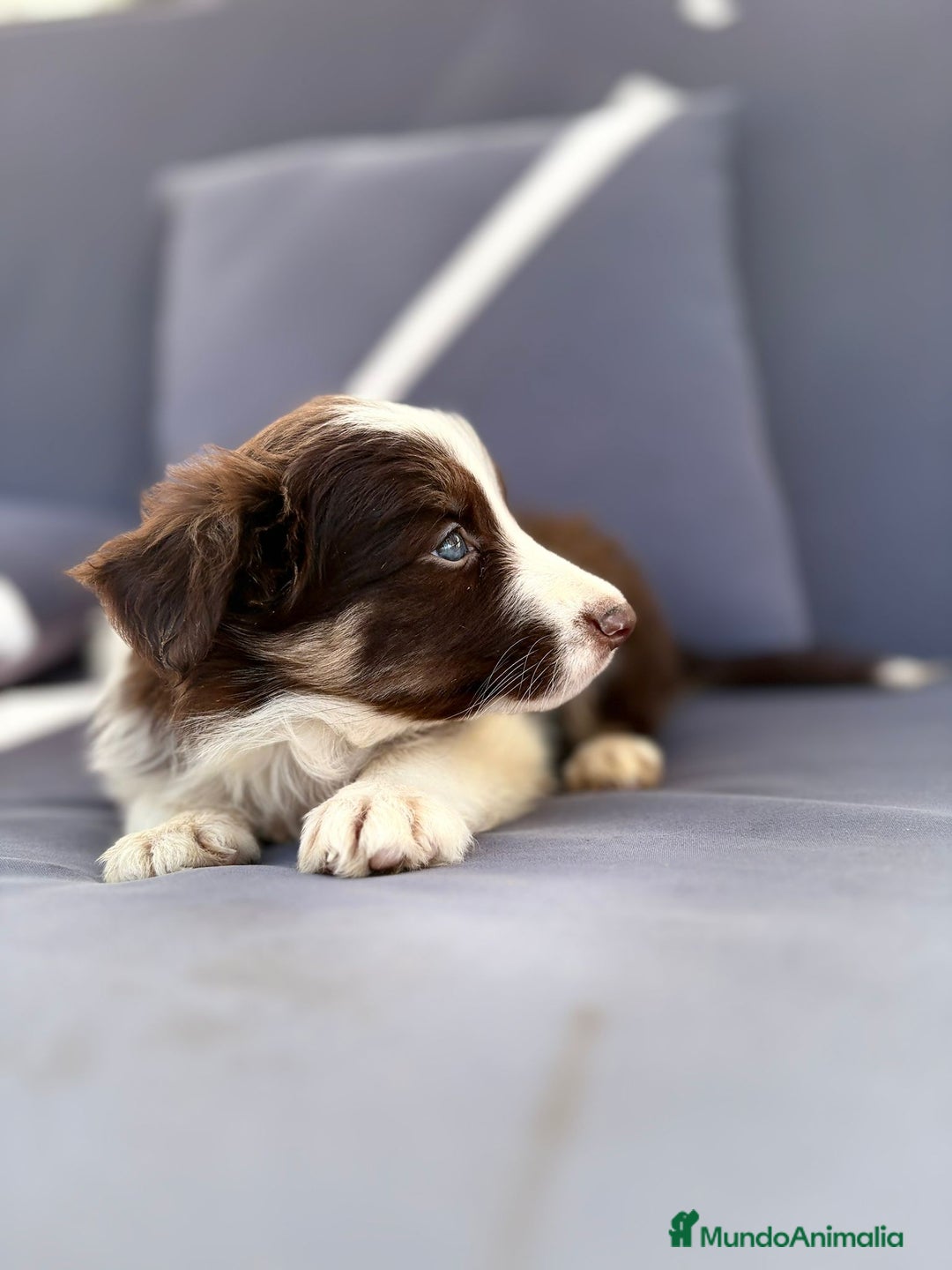 Border Collie perros en venta: Border collie chocolate  - Imagen 28
