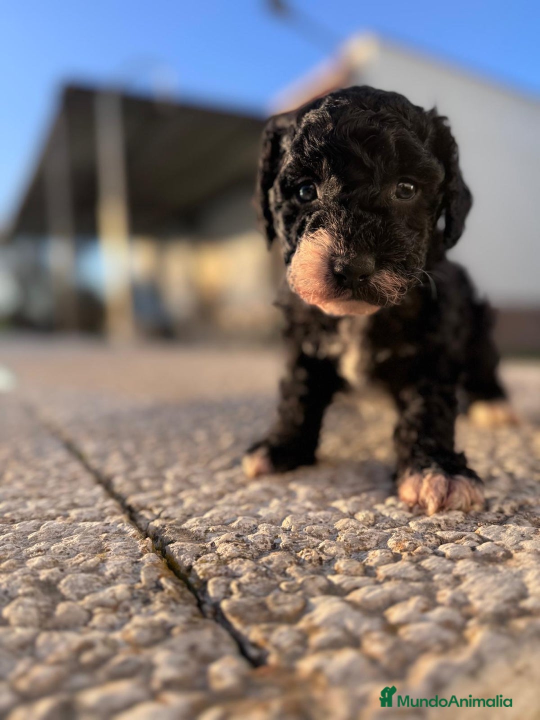 Perro de Agua Español perros en venta: PERRO DE AGUA HEMBRA RABONA - Anuncio 11