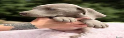 Weimaraner perros en venta: BRACO DE WEIMAR DISPONIBLES - Anuncio 3