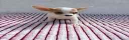 Chihuahua perros en venta: Chihuahua toy  - Anuncio 5