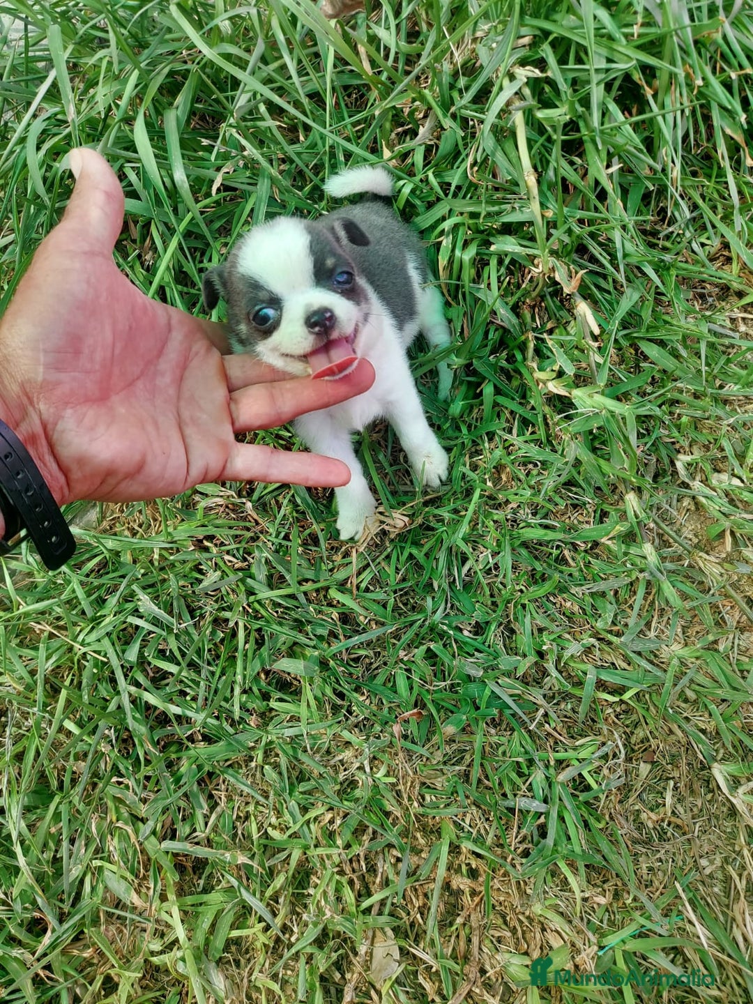 Chihuahua perros en venta: chihuahua linea rusa  - Anuncio 7