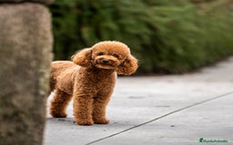 Caniche Toy perros en venta: caniche toy macho - Imagen 7