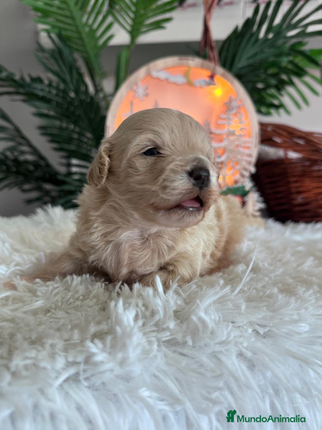 Maltipoo perros en venta: MALTIPOO  - Anuncio 6