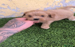 Maltipoo perros en venta: OPORTUNIDAD UNICA - Imagen 2