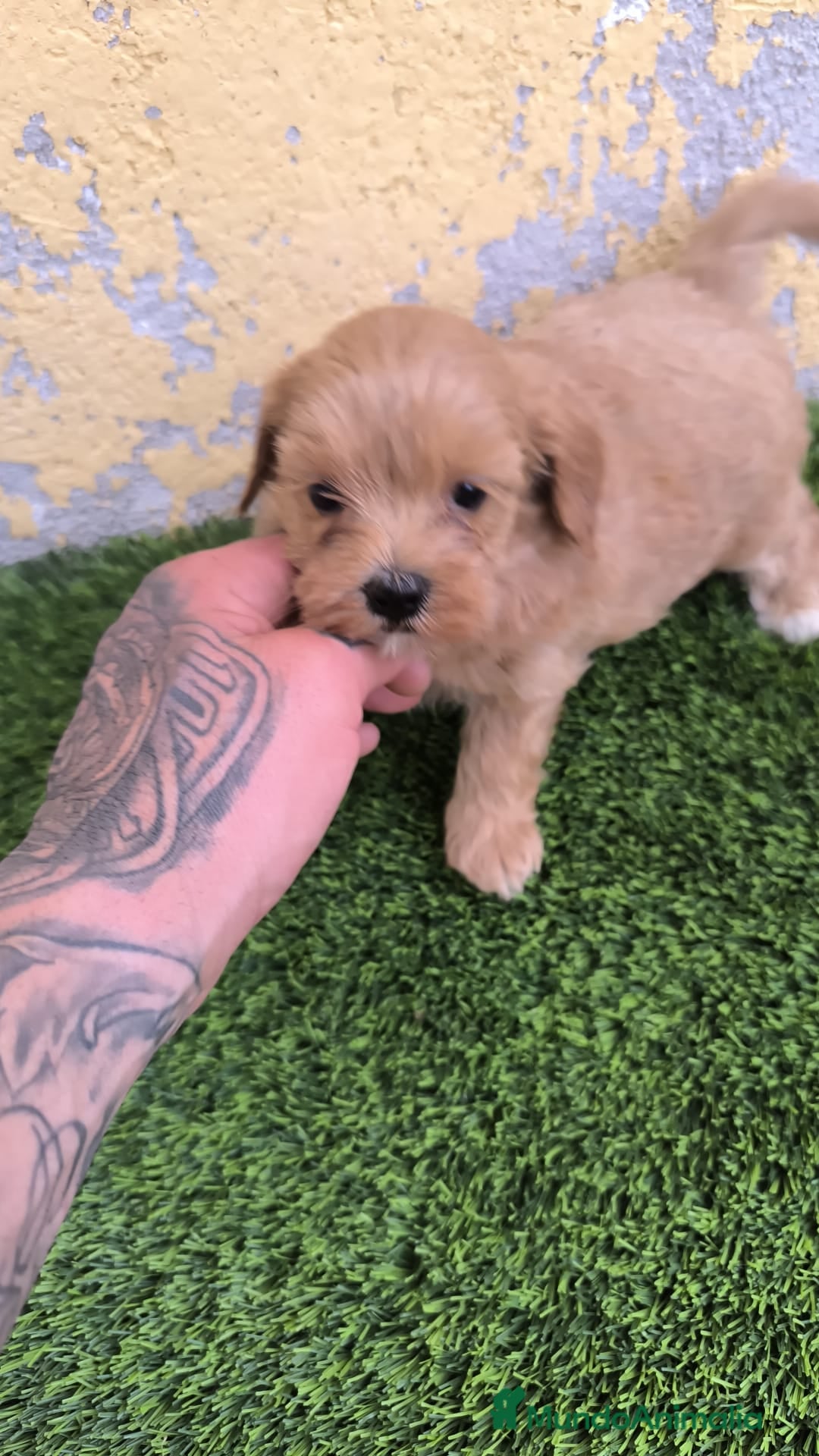 Maltipoo perros en venta: OPORTUNIDAD UNICA - Imagen 2