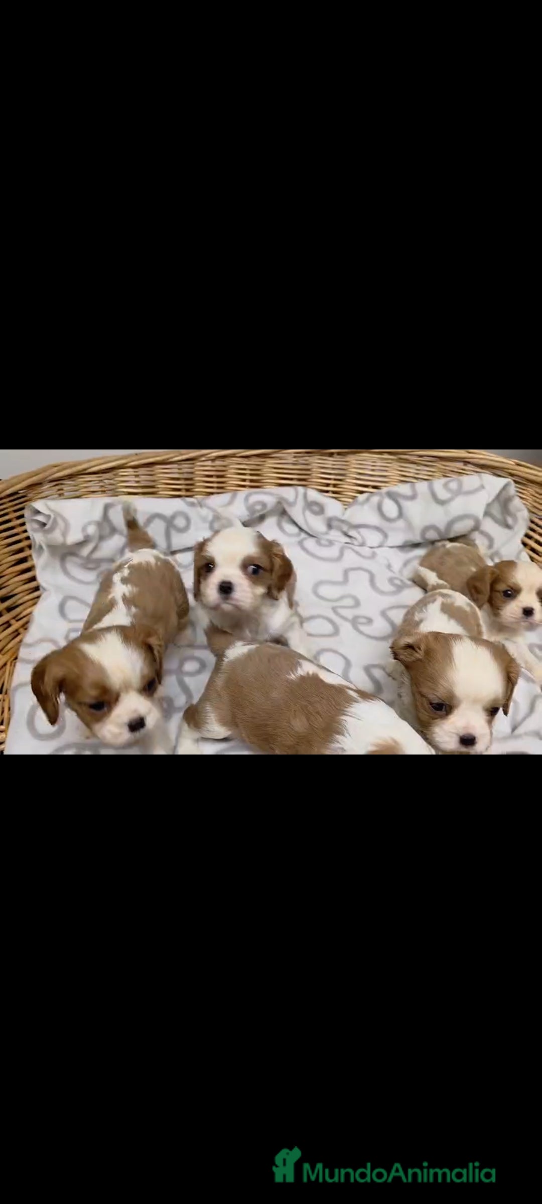 Cavalier King Charles Spaniel perros Cachorros de Cavalier  - Anuncio 1