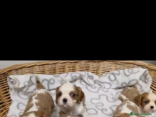 Cavalier King Charles Spaniel perros Cachorros de Cavalier - Anuncio 1
