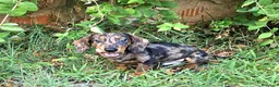 Teckel perros en venta: cachorro teckel arlequin - Anuncio 3