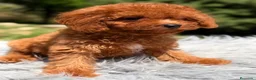 Cavapoo perros en venta: Cavapoo machito rojo  - Anuncio 2