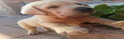 Labrador Retriever perros en venta: Labrador retriever dorado  - Anuncio 4