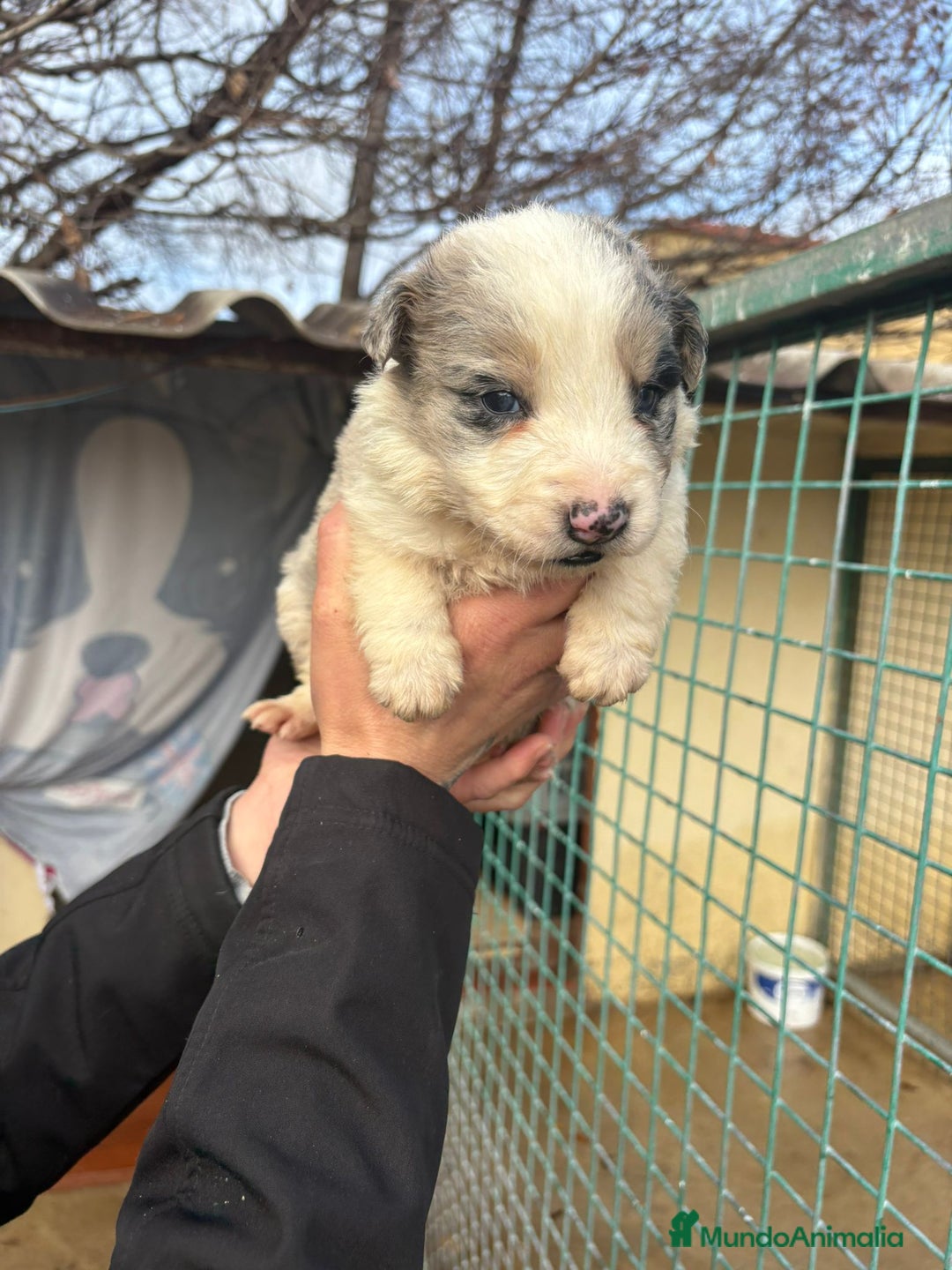 Border Collie perros en venta: Cachorro macho border collie merle  - Anuncio 9