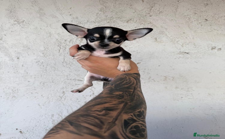 Chihuahua perros - Anuncio 11