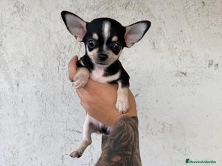 Chihuahua perros - Anuncio 7