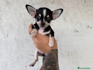 Chihuahua perros Chihuahua mini - Anuncio 2