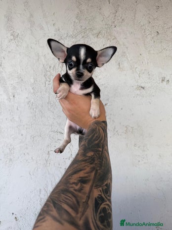 Chihuahua perros - Anuncio 1