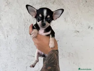 Chihuahua perros Chihuahua mini - Anuncio 20