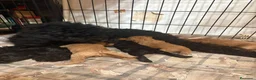 Caniche Toy perros en venta: CANICHE TOY - Anuncio 1