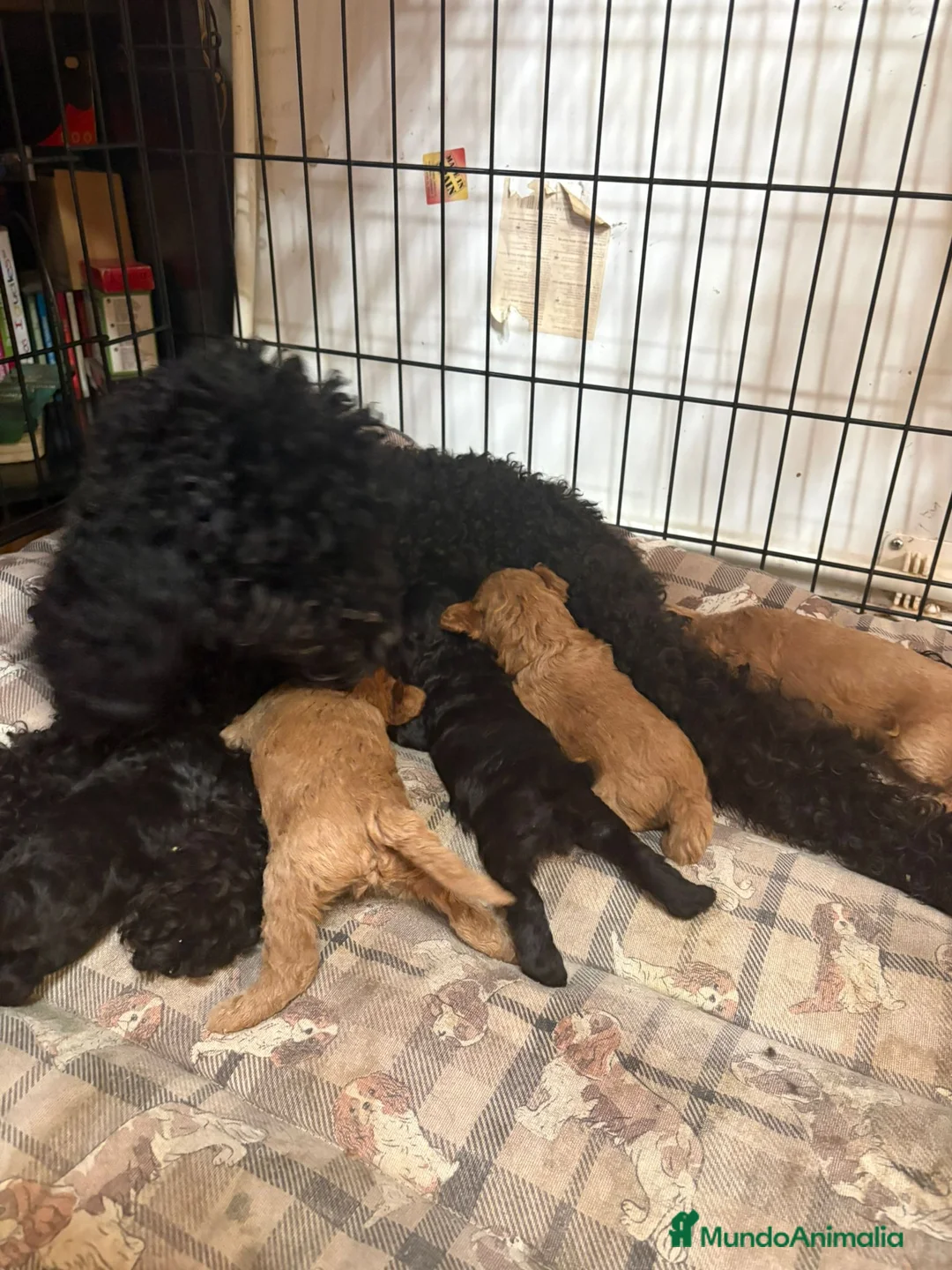 Caniche Toy perros en venta: CANICHE TOY - Anuncio 1