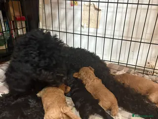Caniche Toy perros en venta: CANICHE TOY - Anuncio 1