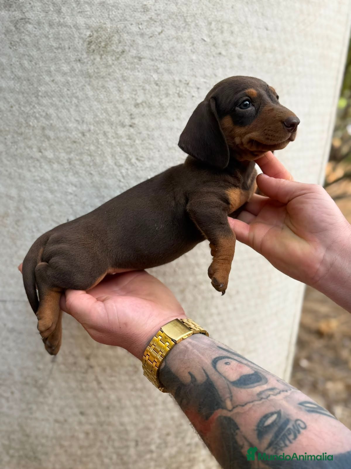 Teckel perros TECKEL MINI - Anuncio 1